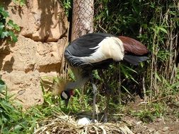 crane stands near the wall