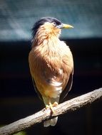 exotic bird on a branch in spring