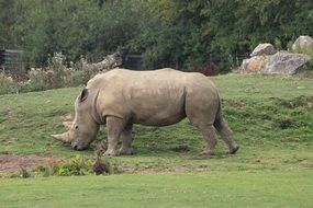 rhino on green grass in africa