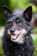 Cute Black Dog with open mouth, head portrait