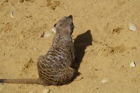 back of a sitting meerkat