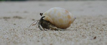 crab in a beige shell