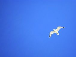 white seagull in the blue sky