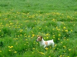 jack russel terrier walks in a flowering field