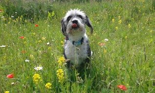 dog in the meadow with flowers