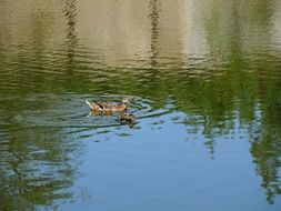 small Duck in the Pond