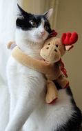 cat hugging a toy deer