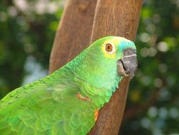green wild parrot in Brazil