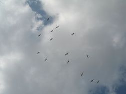 flock of birds in the cloudy sky