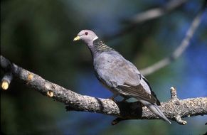 tailed pigeon