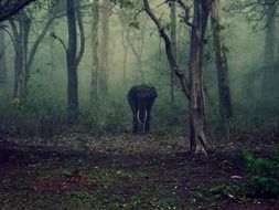 elephant in a dark park