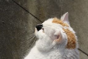 domestic cat looks away