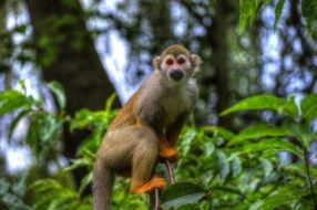 monkey on a tree at the zoo
