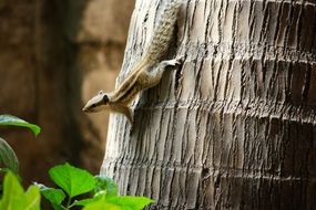 Squirrel is climbing on the palm tree