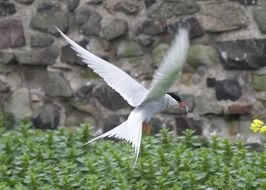 Bird is flapping with white wings, farne islands, england