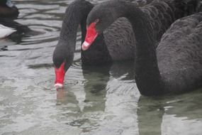 beautiful and cute black Swans in the water