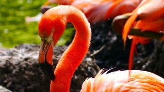 flamingo with colorful plumage