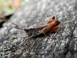 brown grasshopper on a tree bark