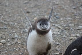 penguin baby runs on sand
