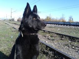 black dog sits near the railway tracks