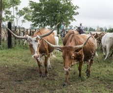 Longhorn Cattle