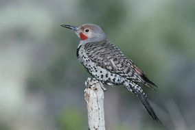 Branch beautiful and cute Sitting Bird