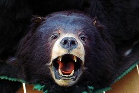 stuffed Bear Head with open mouth