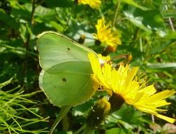 green butterfly sitting on the flower