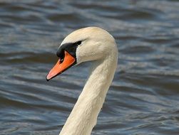 Elegant Swan