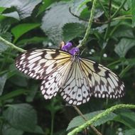 Variegated Fritillary Butterfly on leaf closeup