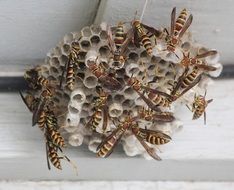 Picture of the Wasps