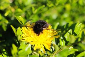 insect sitting on a dandelion