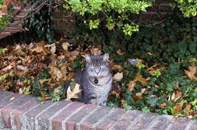 cat sits in green grass with yellow leaves