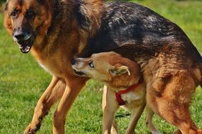 dogs frolic in a meadow