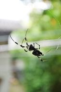 Spotted Spider