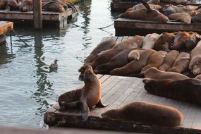 sea lions rest on wooden flooring