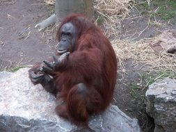 funny orangutan on a big stone