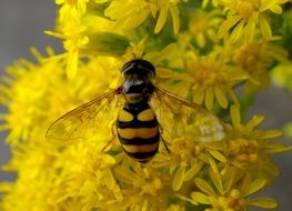 hoverfly on the yellow flowers