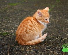 red mackerel tabby kitten