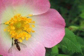wild bee on the garden flower