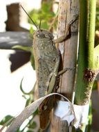 Grasshopper on the wood