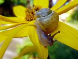 snail on a yellow flower