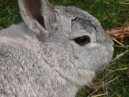 Cute grey rabbit on the meadow