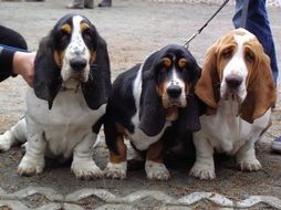 cute Basset Hounds Puppies portrait