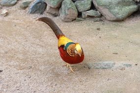 red golden pheasants in wildlife