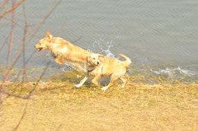 dogs jumping in a spray of water