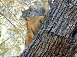 gray squirrel on a tree trunk