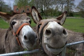 donkeys stand behind the fence