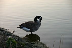 duck on the lake at dusk