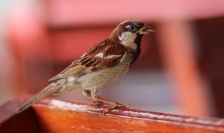 very beautiful and cute Sparrow